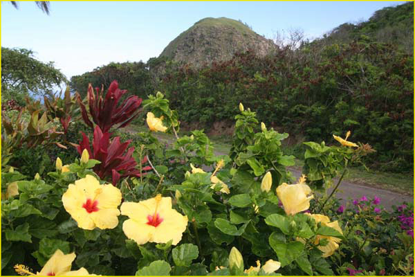 Hawaii select-31