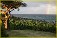 Hawaii select-27