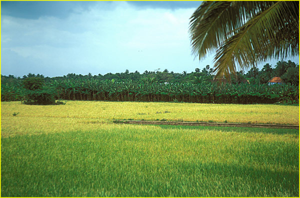 025b Landscape near Cape Comorin