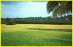 025b Landscape near Cape Comorin