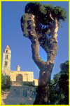 21 Chiesa di San Francesco, Trani